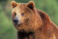 Animal Kingdom - Overview